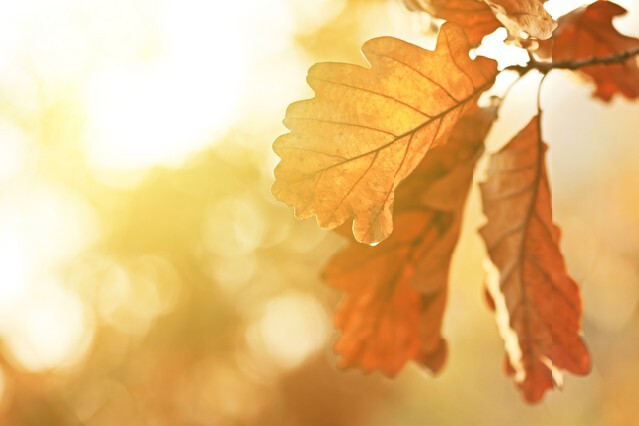 Autumn oak leaves in sunrise light